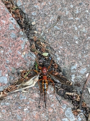 Tanyptera