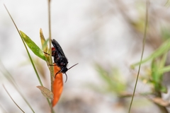 Dasymutilla nigripes