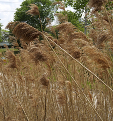 Phragmites australis