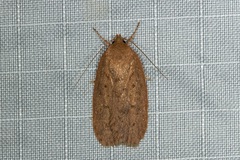 Prionocris protoxantha