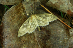 Anania lancealis