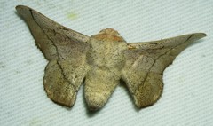 Cicinnus melsheimeri