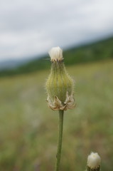 Crepis alpina