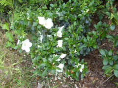 Rhodoreae
