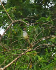 Myiarchus tyrannulus