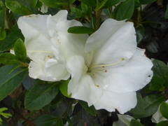 Rhodoreae