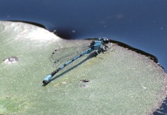 Enallagma laterale