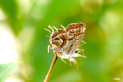 Cacyreus marshalli