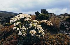Pimelea buxifolia