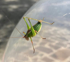 Metaplastes pulchripennis