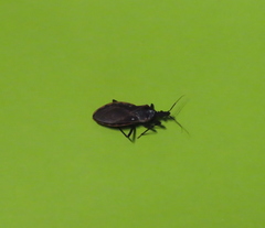 Triatoma rubida