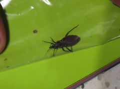 Triatoma rubida