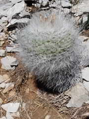 Rapicactus beguinii