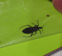 Triatoma rubida