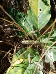 Asclepias nyctaginifolia