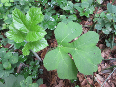 Heracleum moellendorffii