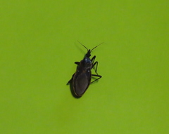 Triatoma rubida