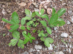 Potentilla fragarioides