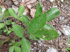 Potentilla fragarioides