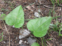 Cocculus orbiculatus