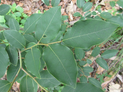 Lindera glauca