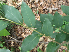 Lindera glauca