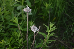 Echinacea pallida