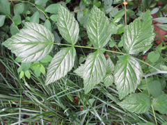 Rubus coreanus