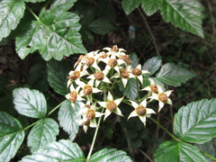 Rubus coreanus