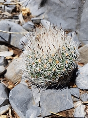 Rapicactus beguinii