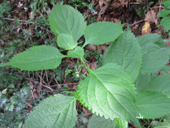 Magnoliopsida