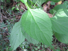 Magnoliopsida