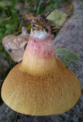 Xerocomellus cisalpinus