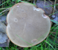 Xerocomellus cisalpinus