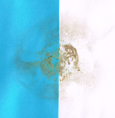 Xerocomellus cisalpinus