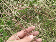 Schedonnardus paniculatus