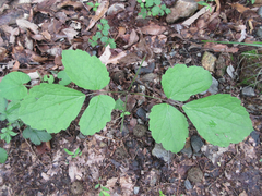 Clematis heracleifolia