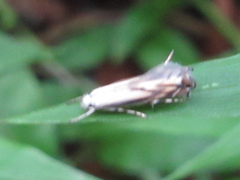Polyhymno pontifera