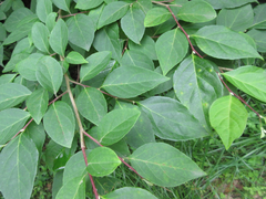 Styrax japonicus