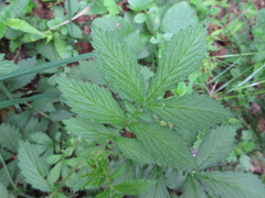 Agrimonia pilosa