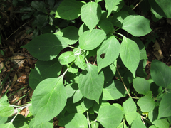 Magnoliopsida