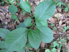 Dictamnus dasycarpus