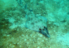 Aptychotrema rostrata