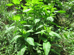 Phytolacca americana