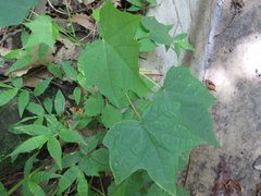 Alangium platanifolium