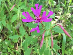 Clarkia concinna