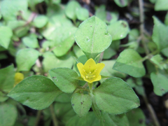 Lysimachia japonica