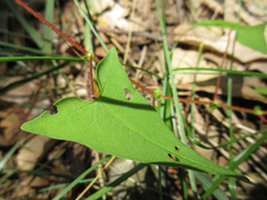 Persicaria senticosa