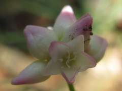 Persicaria senticosa