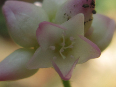 Persicaria senticosa